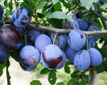 Pološvestka velmi pozdní 'Elena'