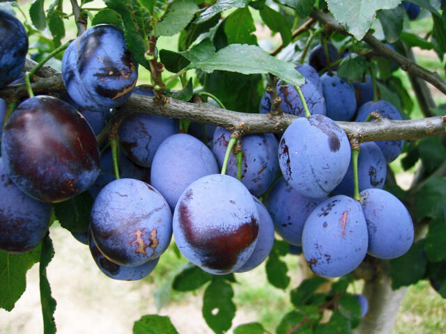 Pološvestka velmi pozdní 'Elena' - Prunus domestica 'Elena'