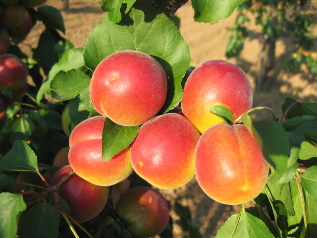 Meruňka raná - polochrupka 'Veselka' - Prunus armeniaca 'Veselka'