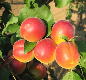 Meruňka raná 'Veselka' - Prunus armeniaca 'Veselka'