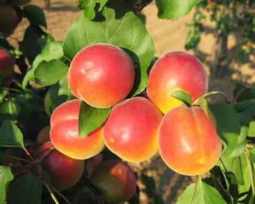 Meruňka raná - polochrupka 'Veselka'