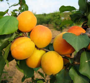 Meruňka středně raná 'Lebela' - Prunus armeniaca 'Lebela'