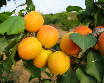 Meruňka středně raná 'Lebela'