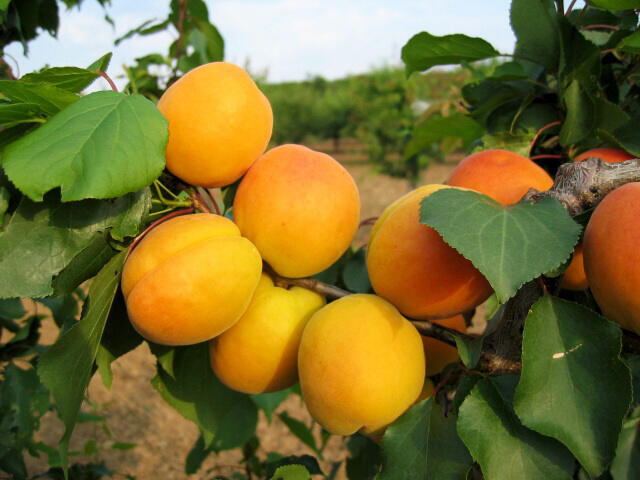 Meruňka - středně raná 'Lebela' - Prunus armeniaca 'Lebela'