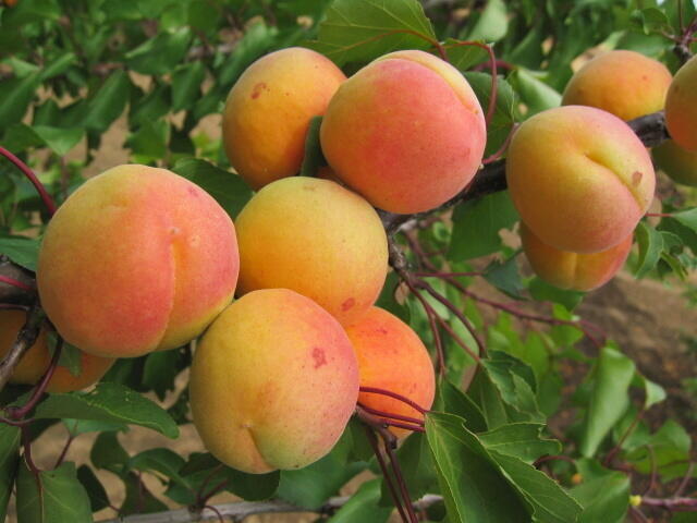 Meruňka středně raná 'Exnarova' - Prunus armeniaca 'Exnarova'