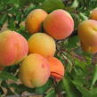 Meruňka středně raná 'Exnarova' - Prunus armeniaca 'Exnarova'