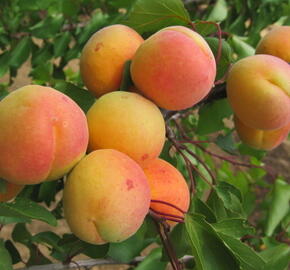 Meruňka středně raná 'Exnarova' - Prunus armeniaca 'Exnarova'