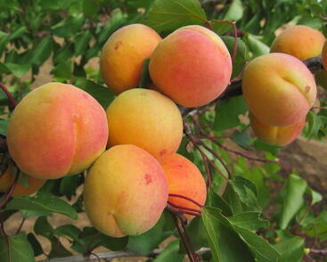 Meruňka středně raná 'Exnarova'