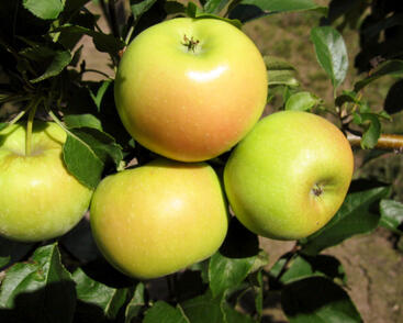 Jabloň podzimní 'Sonet'