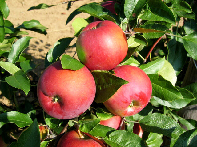 Jabloň zimní 'Selena' - Malus domestica 'Selena'