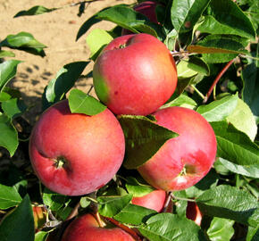 Jabloň zimní 'Selena' - Malus domestica 'Selena'