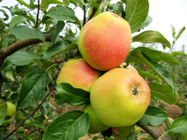 Jabloň zimní 'Rezista' - Malus domestica 'Rezista'