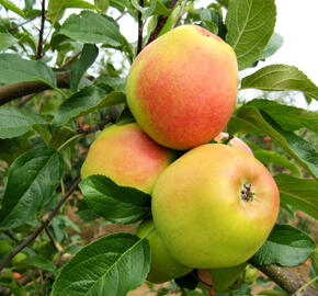 Jabloň zimní 'Rezista' - Malus domestica 'Rezista'