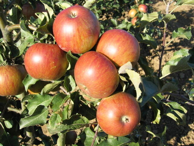 Jabloň zimní 'Jonalord' - Malus domestica 'Jonalord'