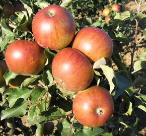 Jabloň zimní 'Jonalord' - Malus domestica 'Jonalord'