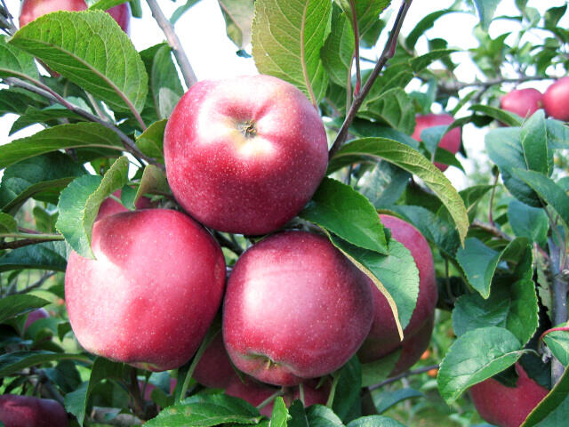 Jabloň zimní 'Gloster' - Malus domestica 'Gloster'