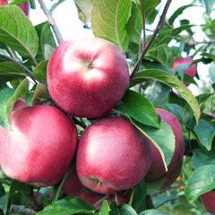 Jabloň zimní 'Gloster' - Malus domestica 'Gloster'