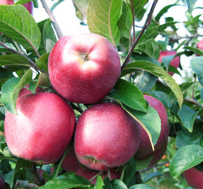 Jabloň zimní 'Gloster' - Malus domestica 'Gloster'