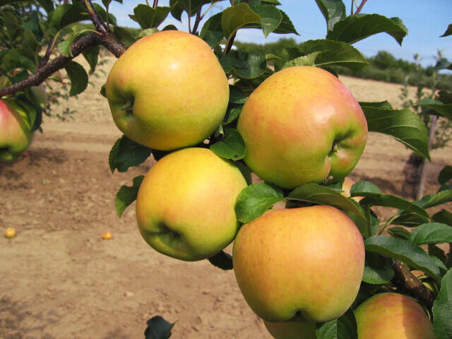 Jabloň zimní 'Biogolden' - Malus domestica 'Biogolden'