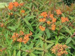 Pryšec Griffithův 'Dixter' - Euphorbia griffithii 'Dixter'