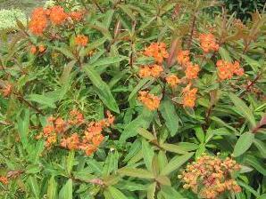 Pryšec Griffithův 'Dixter' - Euphorbia griffithii 'Dixter'