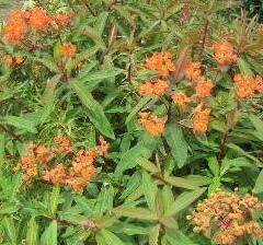 Pryšec Griffithův 'Dixter' - Euphorbia griffithii 'Dixter'