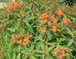 Pryšec Griffithův 'Dixter' - Euphorbia griffithii 'Dixter'