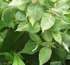 Americká horská máta - Pycnanthemum muticum