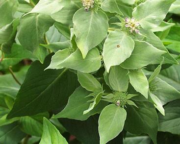 Americká horská máta