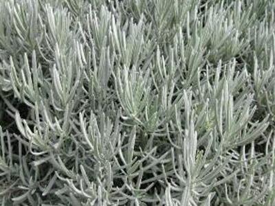 Levandule úzkolistá 'Grappenhal' - Lavandula angustifolia 'Grappenhal'