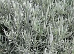 Levandule úzkolistá 'Grappenhal' - Lavandula angustifolia 'Grappenhal'