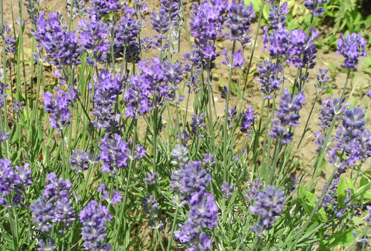 Levandule úzkolistá 'Grappenhal' - Lavandula angustifolia 'Grappenhal'