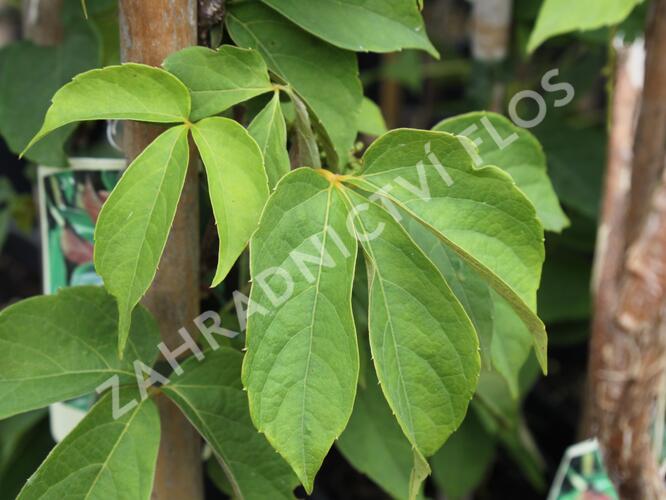 Přísavník - Parthenocissus himalayana var. Rubrifolia