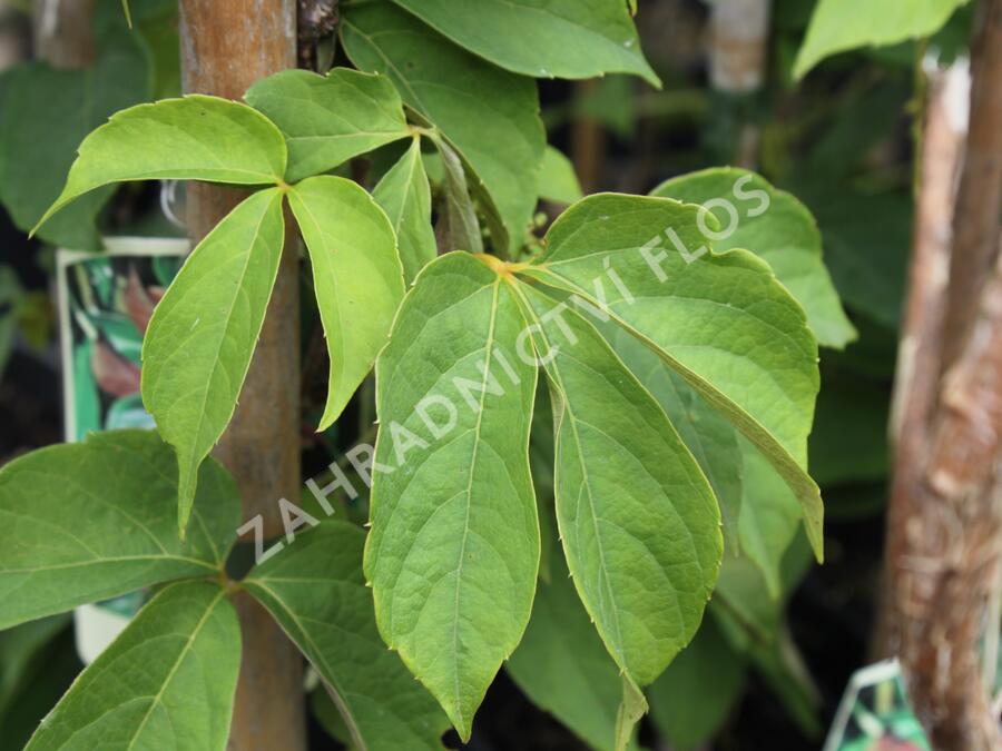 Přísavník - Parthenocissus himalayana var. Rubrifolia