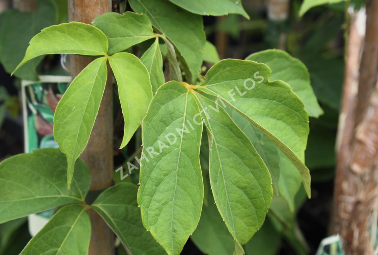 Přísavník - Parthenocissus himalayana var. Rubrifolia