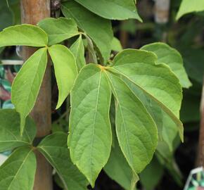 Přísavník - Parthenocissus himalayana var. Rubrifolia
