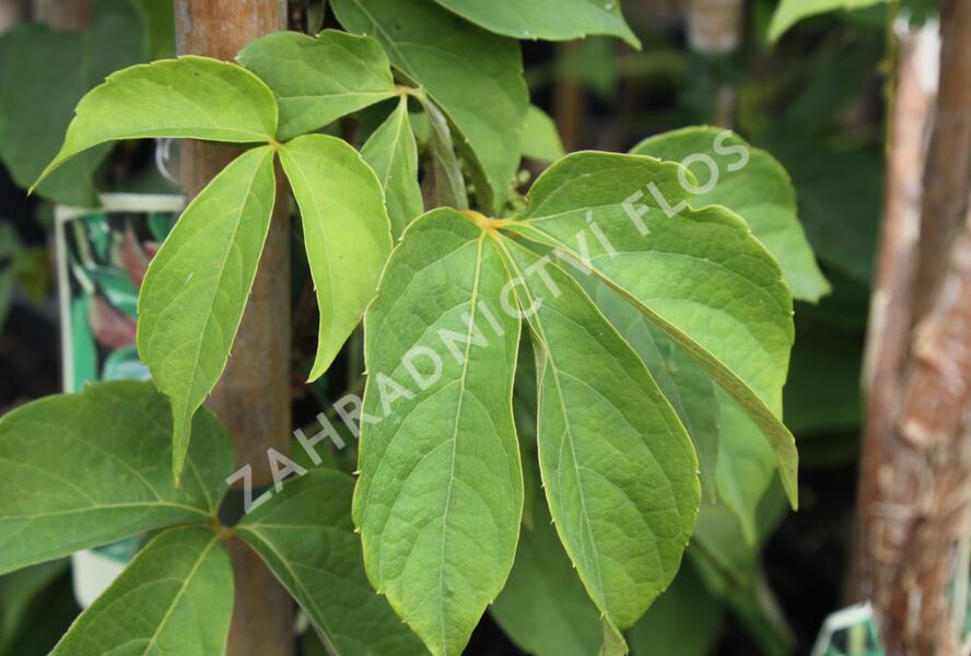 Přísavník - Parthenocissus himalayana var. Rubrifolia