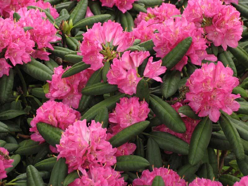 Pěnišník 'Catharine van Tol' - Rhododendron 'Catharine van Tol'