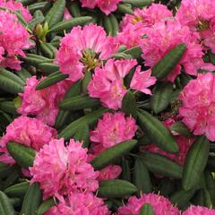 Pěnišník 'Catharine van Tol' - Rhododendron 'Catharine van Tol'