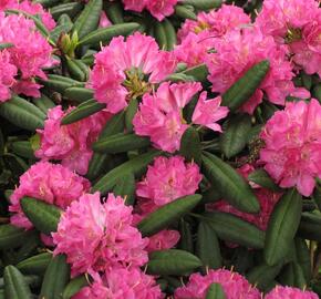 Pěnišník 'Catharine van Tol' - Rhododendron 'Catharine van Tol'