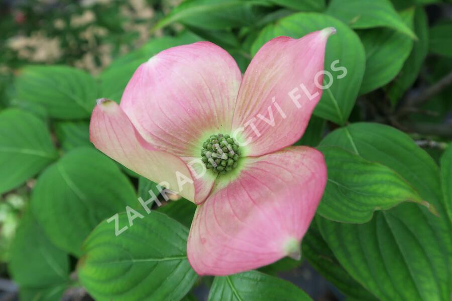 Dřín 'Rutgan Stellar Pink' - Cornus 'Rutgan Stellar Pink'