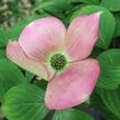 Dřín 'Rutgan Stellar Pink' - Cornus 'Rutgan Stellar Pink'