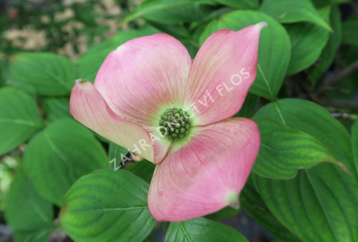 Dřín 'Rutgan Stellar Pink' - Cornus 'Rutgan Stellar Pink'