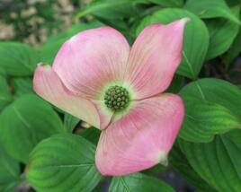 Dřín 'Rutgan Stellar Pink'