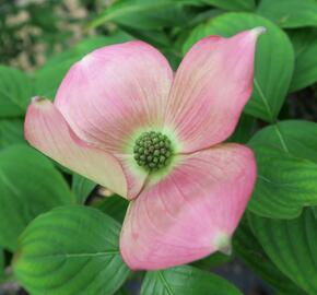 Dřín 'Rutgan Stellar Pink' - Cornus 'Rutgan Stellar Pink'