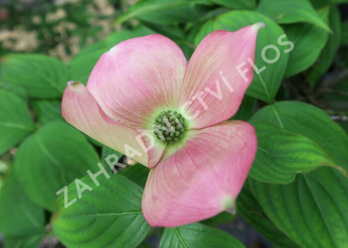 Dřín 'Rutgan Stellar Pink' - Cornus 'Rutgan Stellar Pink'