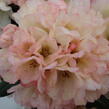 Pěnišník 'Dusty Miller' - Rhododendron (Y) 'Dusty Miller'