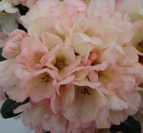 Pěnišník 'Dusty Miller' - Rhododendron (Y) 'Dusty Miller'
