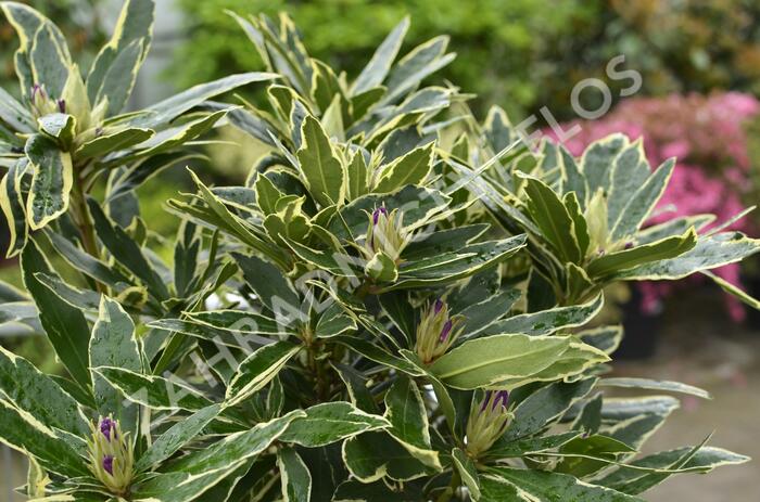 Pěnišník 'Variegatum' - Rhododendron (T) 'Variegatum'