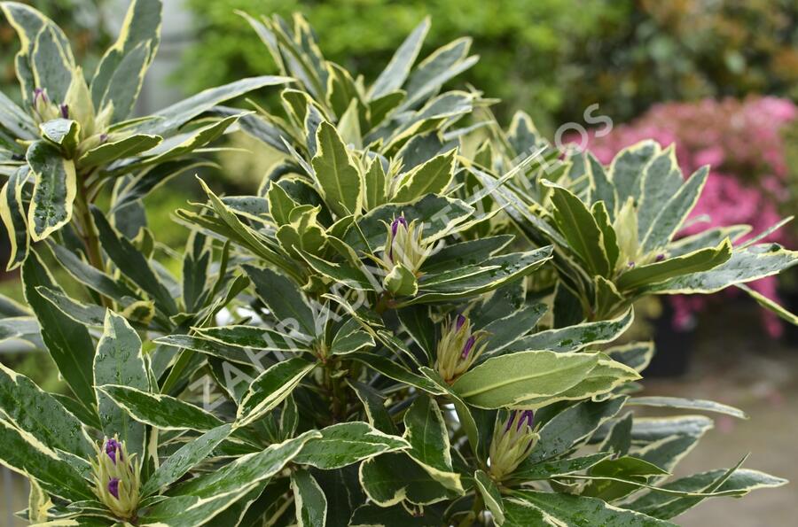 Pěnišník 'Variegatum' - Rhododendron (T) 'Variegatum'